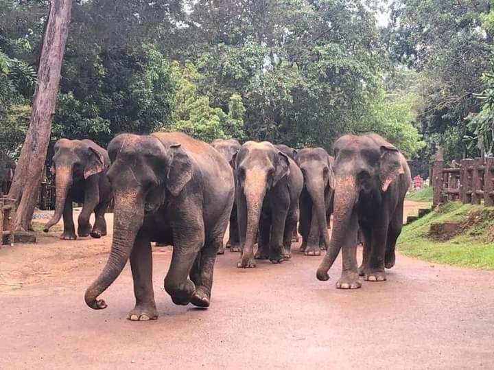 Dinimuthu Rest Inn Wellawaya Bagian luar foto